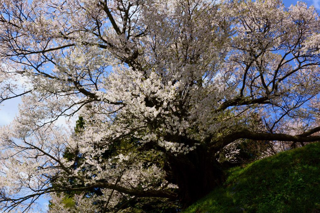 仏隆寺の千年桜