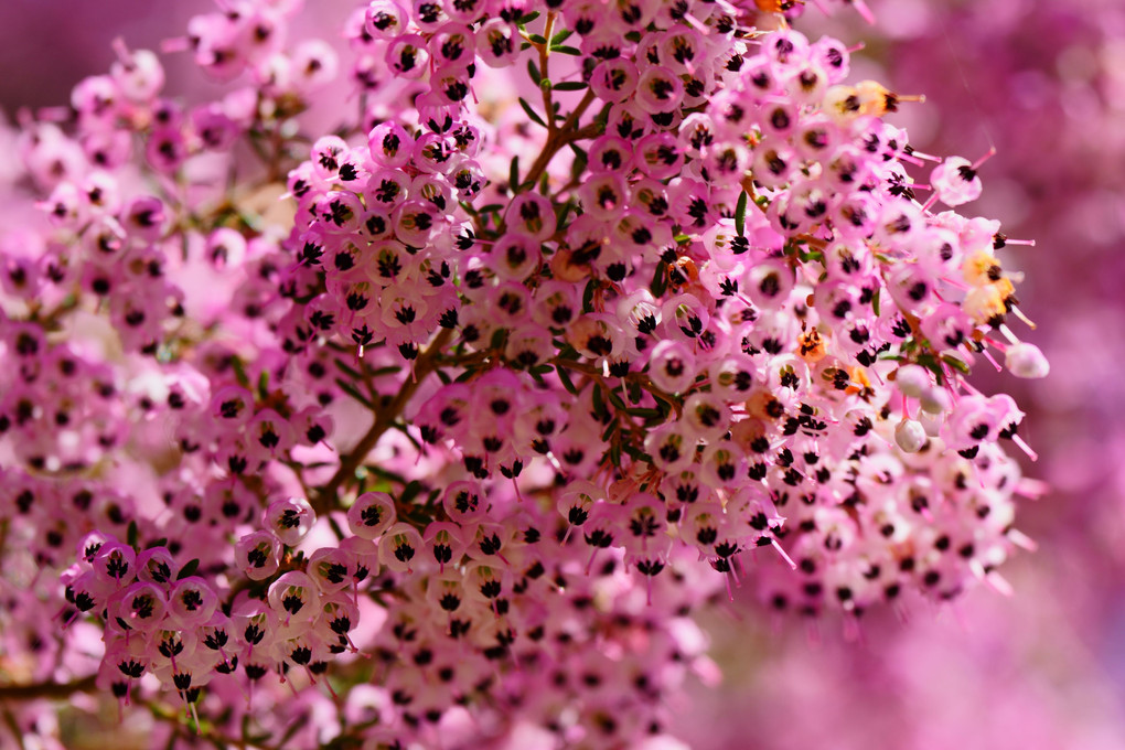 桜が咲き始める明日香を散策