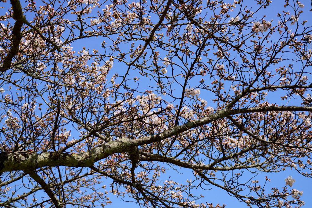 桜が咲き始める明日香を散策