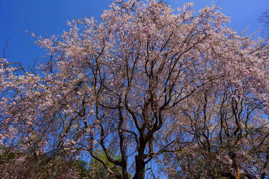 大和民俗公園の桜