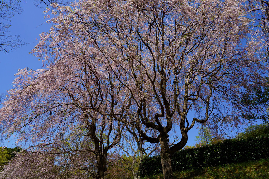 大和民俗公園の桜