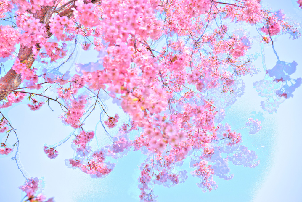 桜・・・残像。