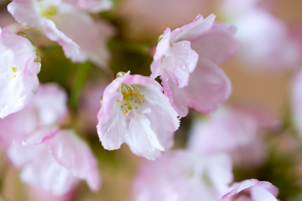 桜盆栽、見頃・・・