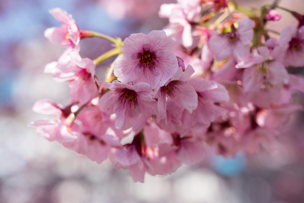 桜、咲く・・・