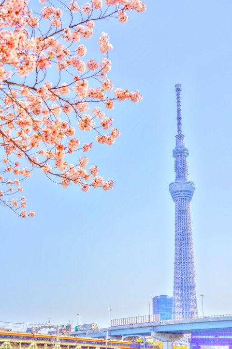 桜とスカイツリー・・・(HDR絵画調)