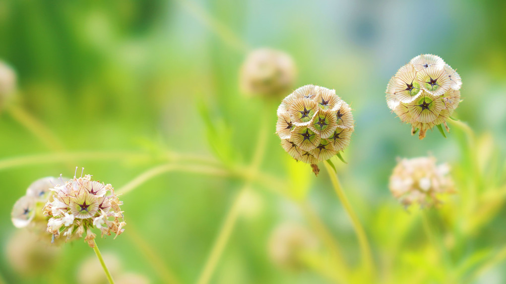 ｶﾜ(・∀・)ｲｲ!!　動物 と 植物！　　ロケ地・山口県宇部市。