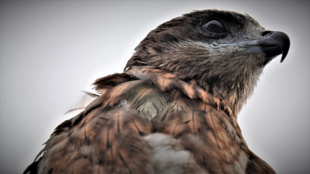 身近な猛禽類 トンビ 桜テラスさん Acafe Aの写真投稿サイト ソニー 身近な猛禽類 トンビ 桜テラスさん Acafe Aの写真投稿サイト ソニー