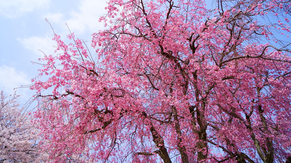 万朶の桜か襟の色～ ♬