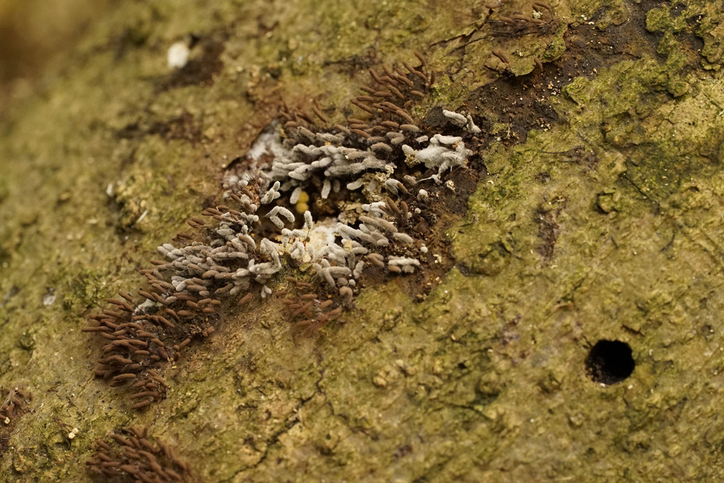 粘菌の世界