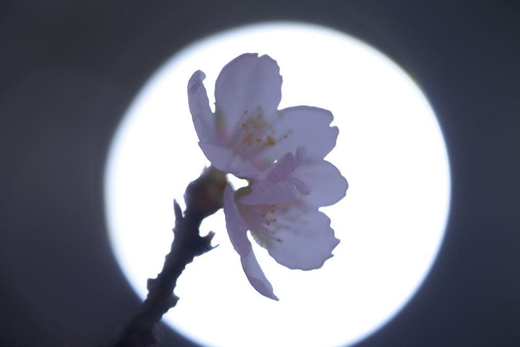 偽装の夜桜