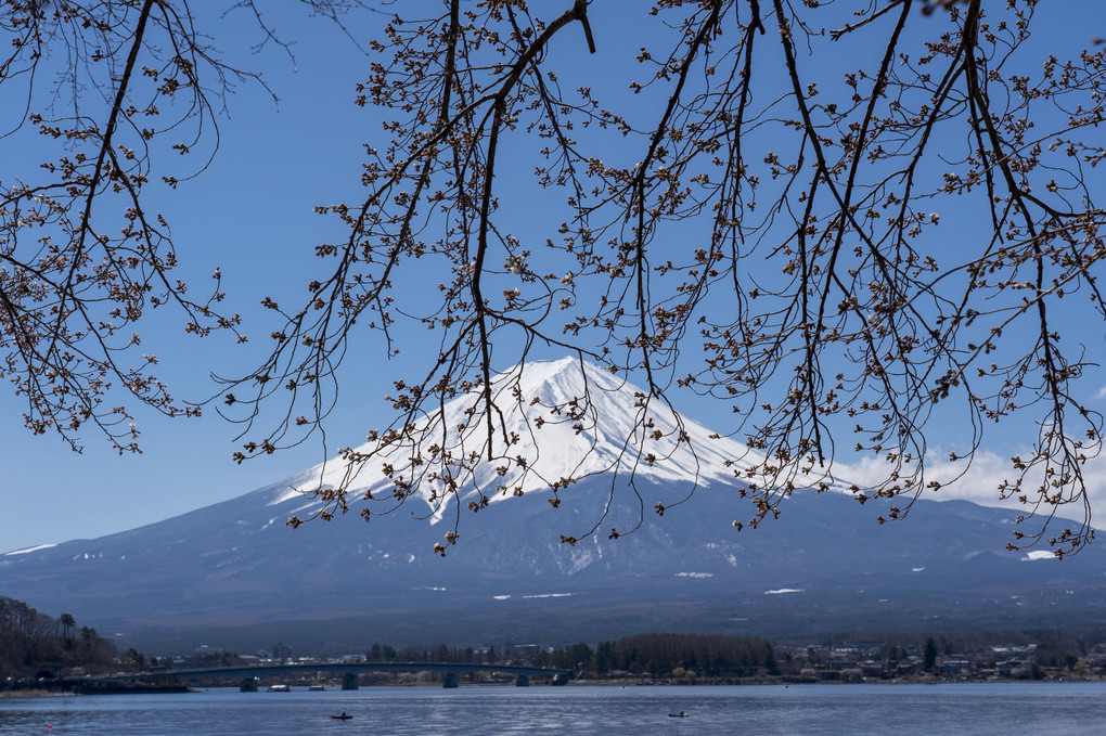 富士に桜の暖簾（三分咲き）