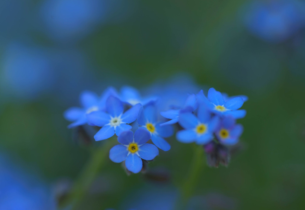 公園の花