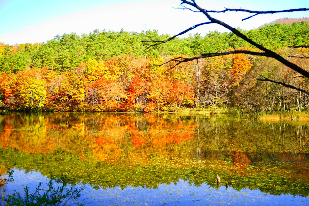 水面の秋彩