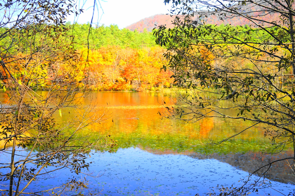 水面の秋彩
