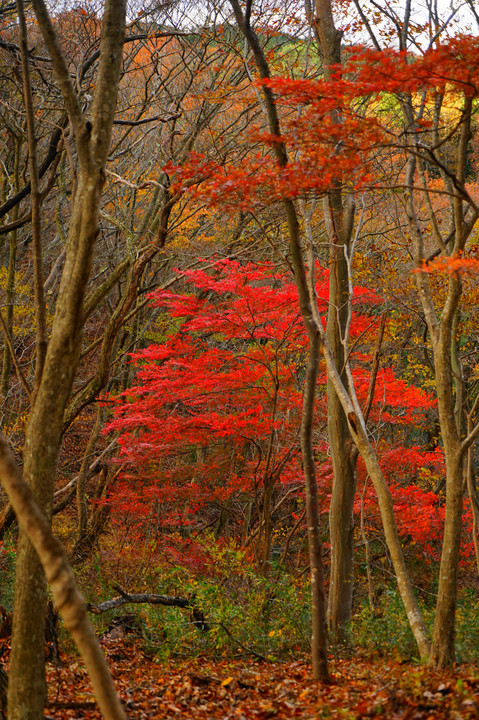 鎌倉岳遊歩道の秋
