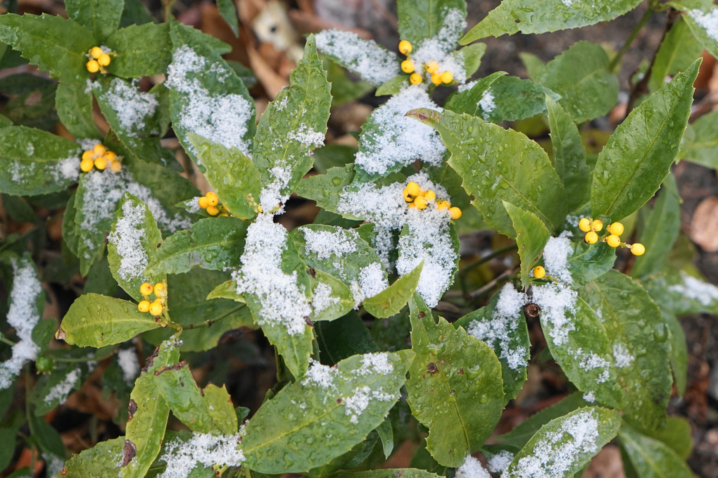 初雪便り