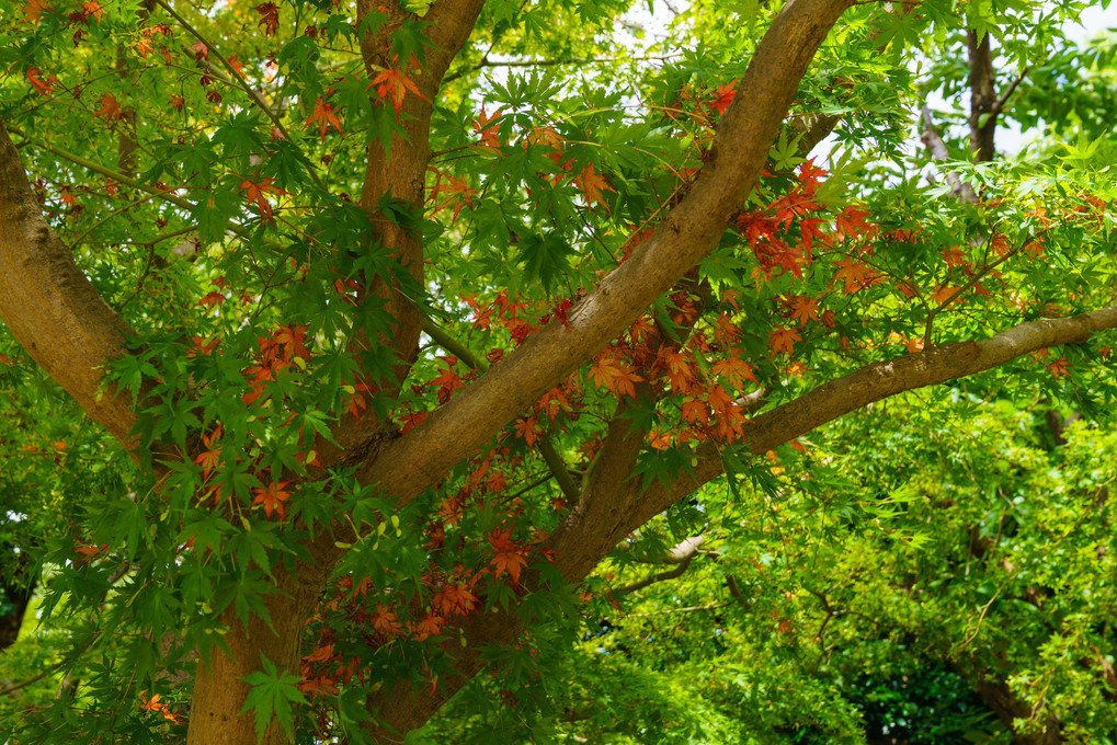 真夏の紅葉？？？