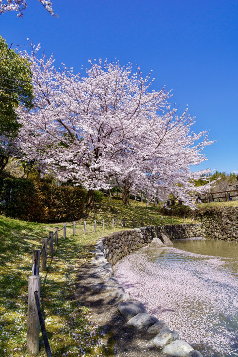 桜の花筏