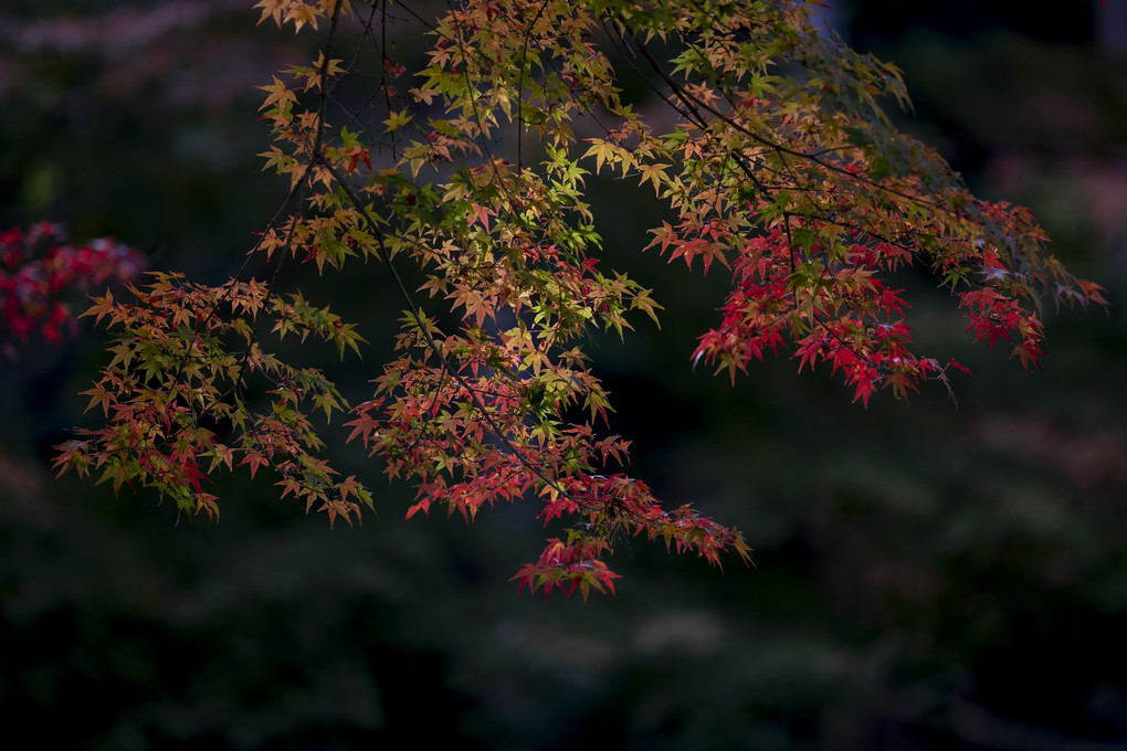 紅葉の季節、明月院