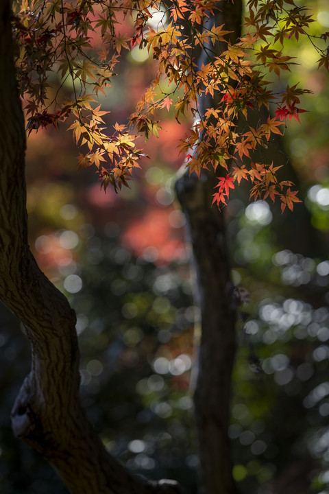 紅葉の季節、三渓園