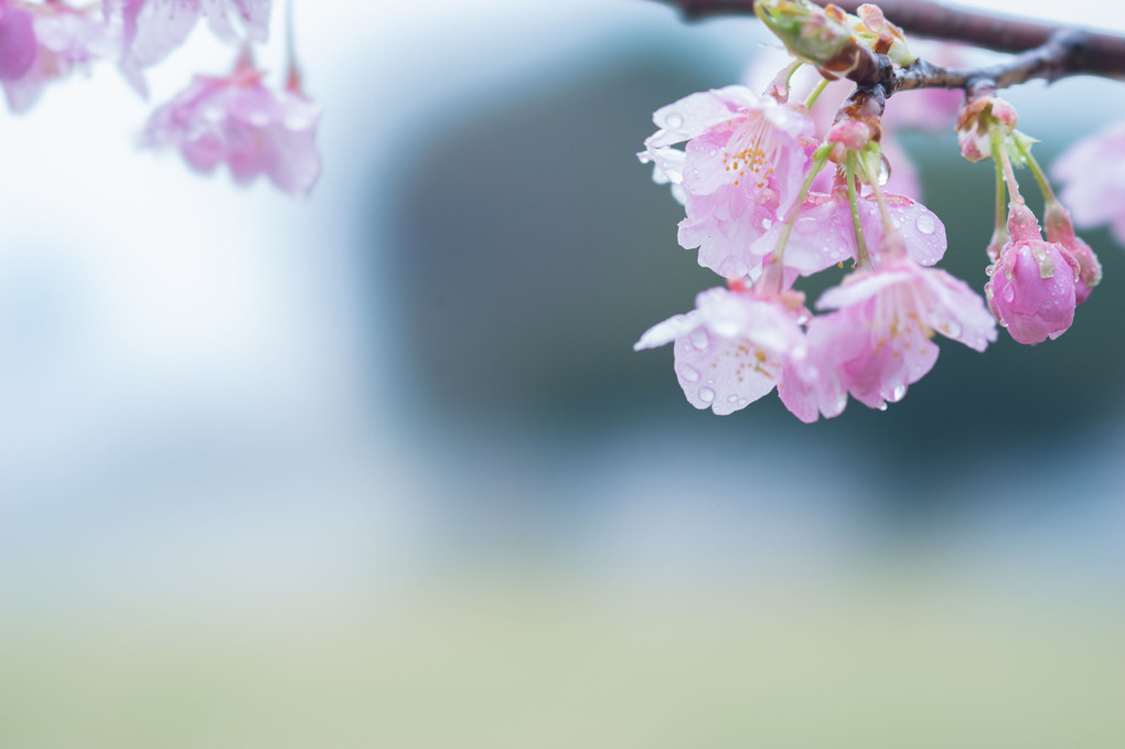 春雨に濡れて