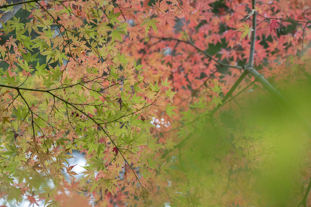 円覚寺、紅葉の季節