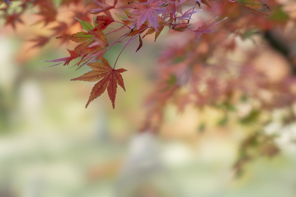 円覚寺、紅葉の季節