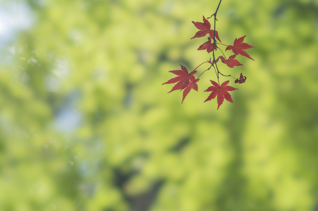 浄智寺、紅葉の季節