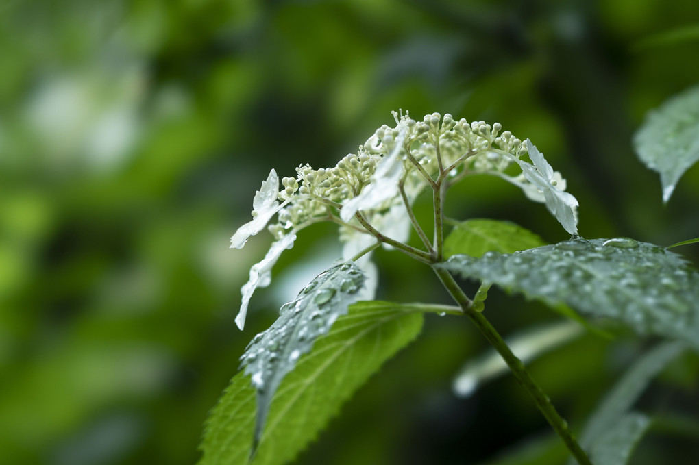 鎌倉の紫陽花