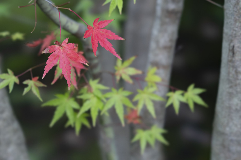 円覚寺に秋を楽しむ