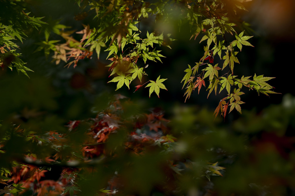 一条恵観山荘の紅葉