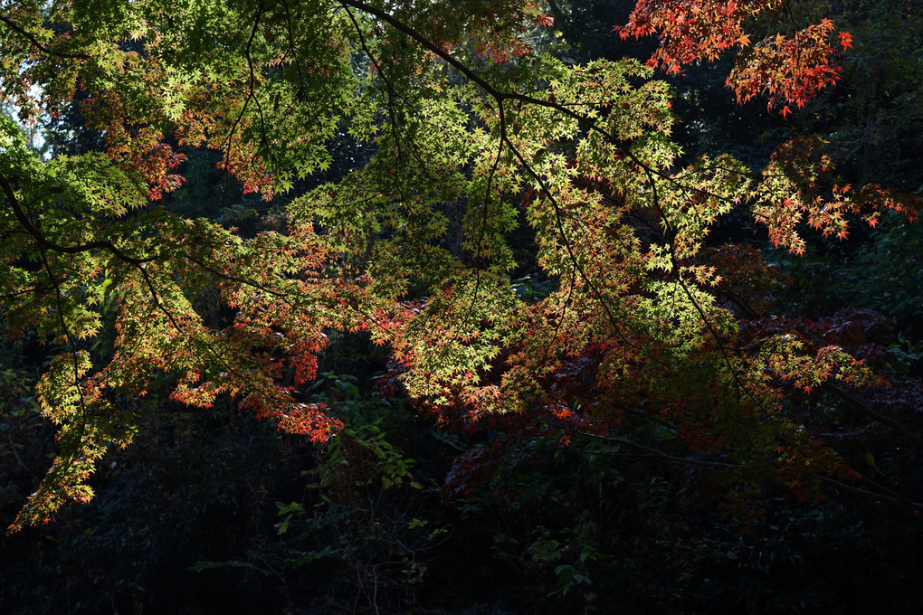三渓園、紅葉の季節