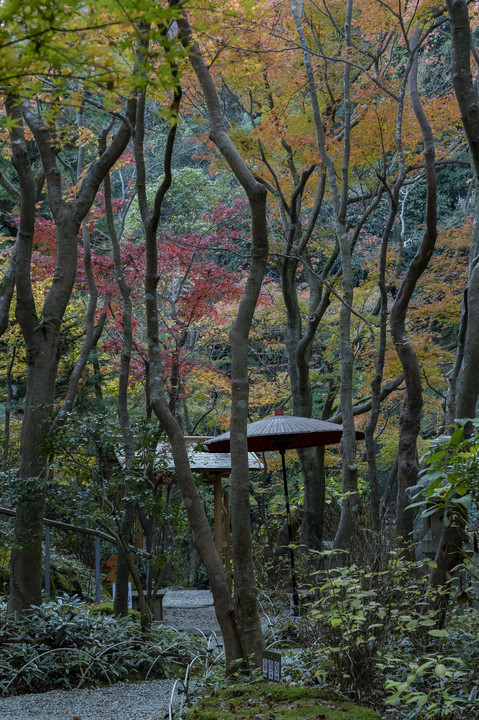 一条恵観山荘の紅葉