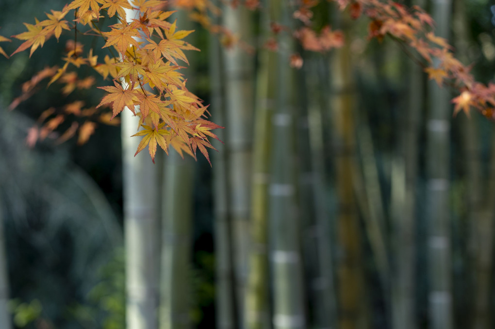 一条恵観山荘の紅葉