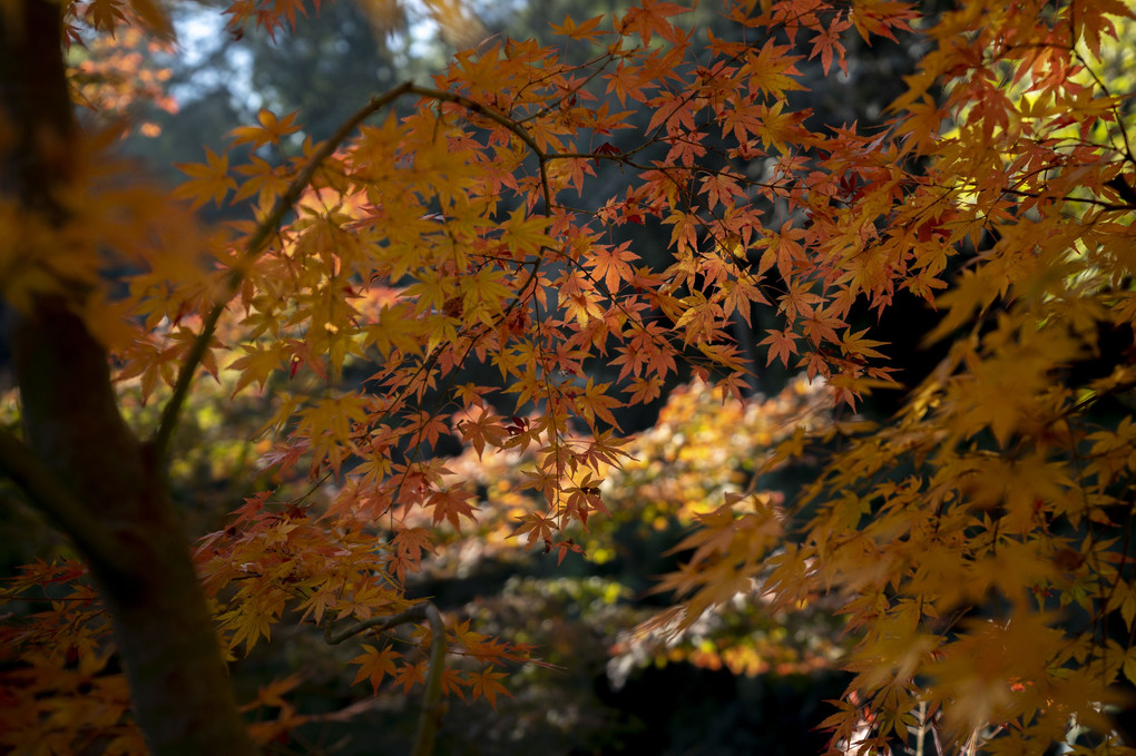 一条恵観山荘の紅葉