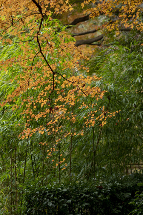 明月院、紅葉の庭