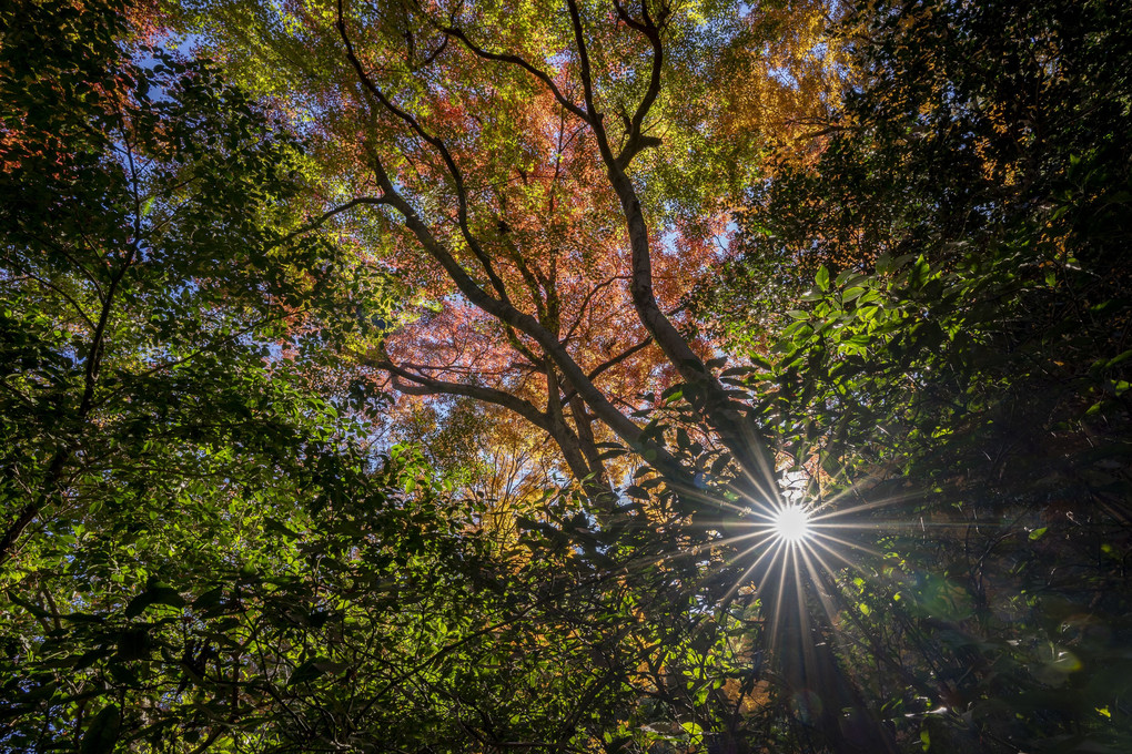 瑞泉寺、遅い紅葉