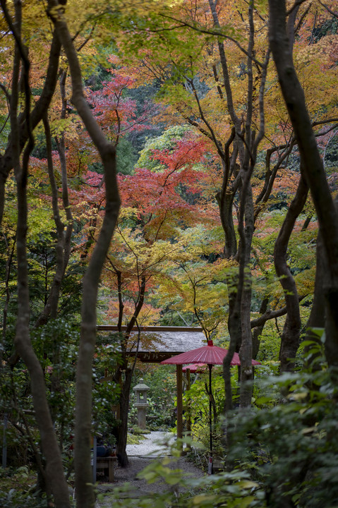 紅葉の季節、一条恵観山荘