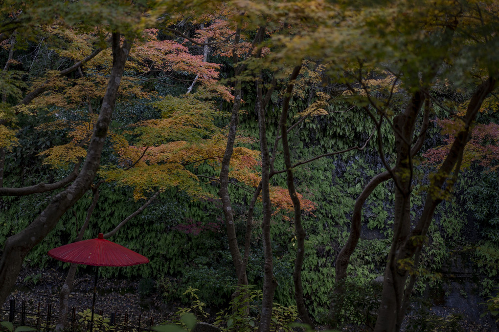 紅葉の季節、一条恵観山荘