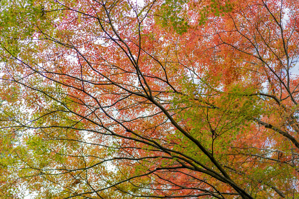 紅葉の季節、妙本寺
