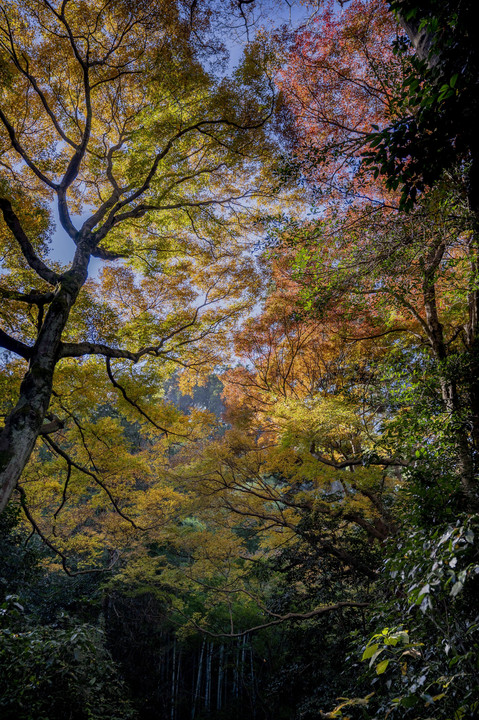 紅葉の季節、瑞泉寺