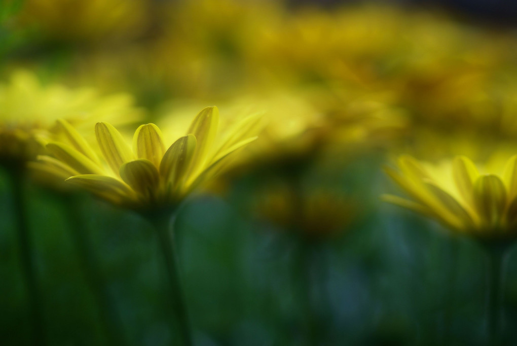 輝くような黄色のお花たち