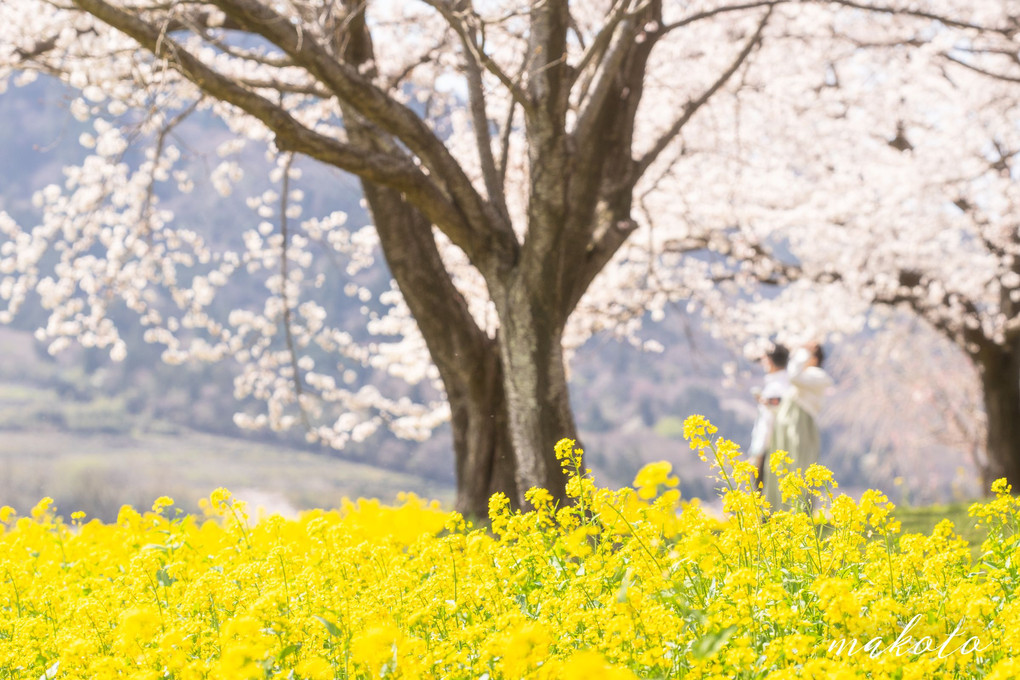 菜の花×さくら