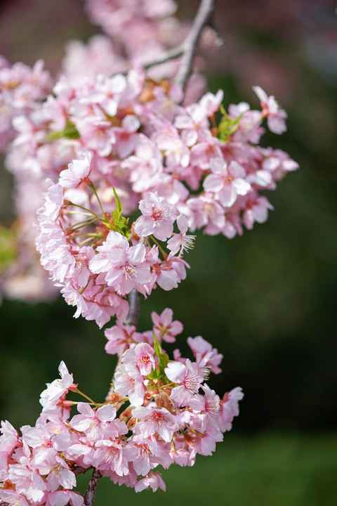 のぼり桜