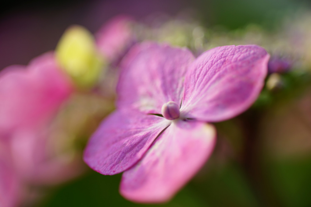 マクロで紫陽花～梅雨入り前～