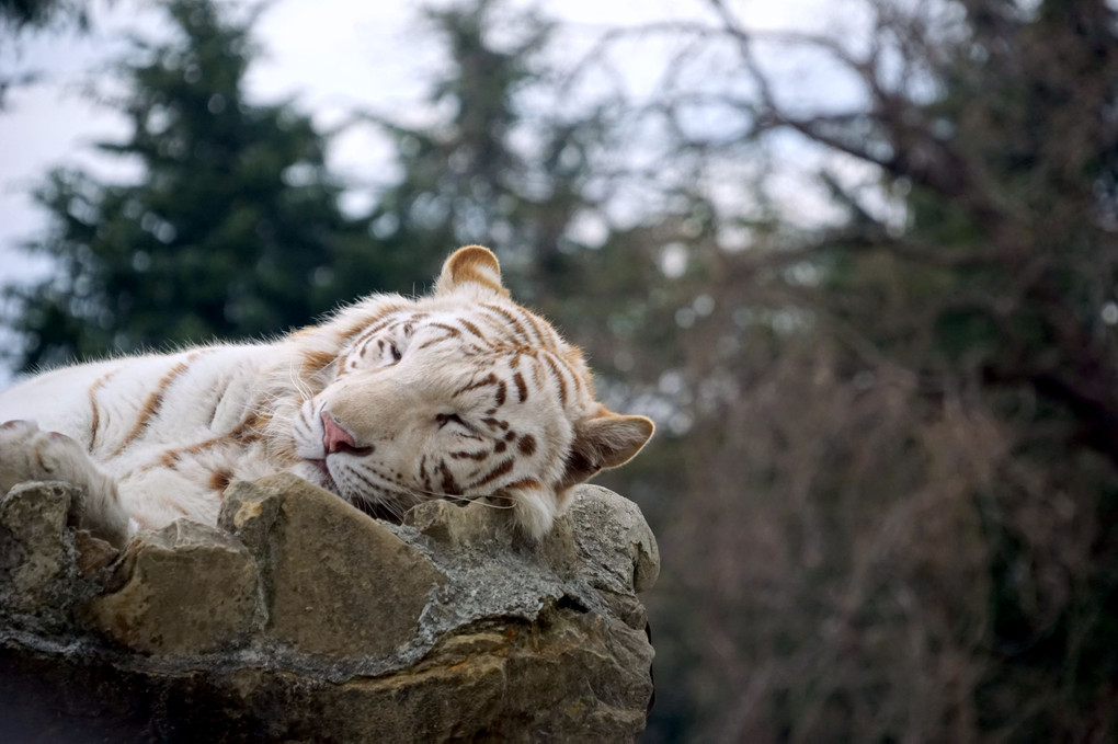 眠る白虎
