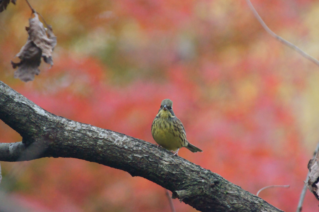 秋深まる。カキジロー、紅葉と「アオジ」や「アトリ」さん