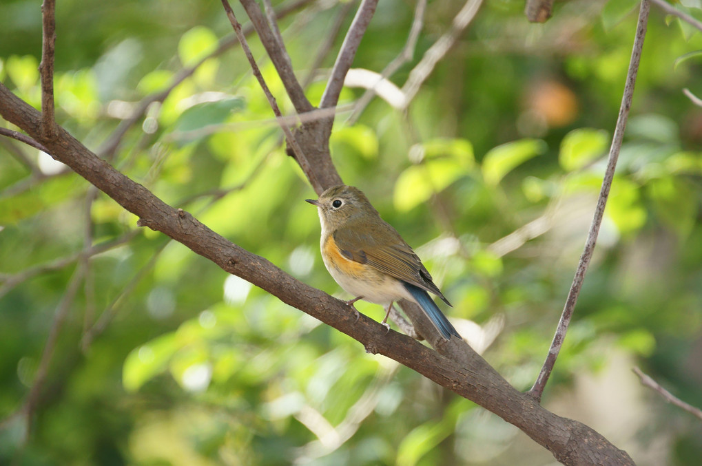 今年最後の探鳥　大阪都市公園の野鳥たち　「ルリビタキのメス」