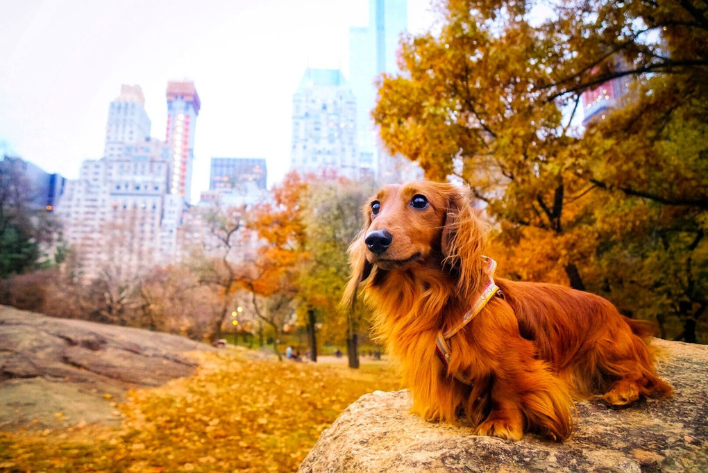 瑠風 in Central Park 