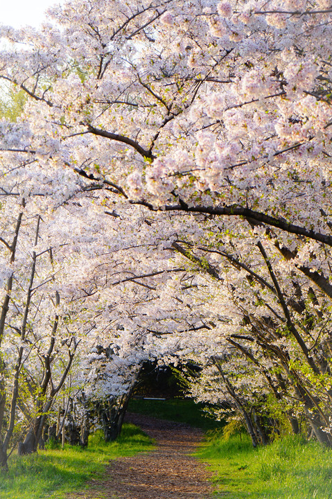 桜のトンネルの向こうは